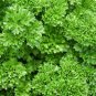 250 Seeds Forest Green Parsley Seeds - Worldwide Shipping