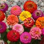 50 Seeds Thumbelina Zinnia Mix, Dwarf, Colorful, Container, Bouquet - Worldwide Shipping