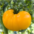 30 Seeds Yellow Brandywine Tomato Indeterminate - Worldwide Shipping