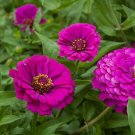 50 Seeds Purple Prince Zinnia - Worldwide Shipping