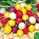 75 Seeds Crayon Colors Radish Mix, Colorful, Easy Grow - Worldwide Shipping