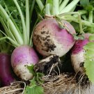 Purple Top White Globe Turnip Seeds 1 LB - Worldwide Shipping