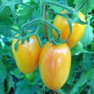 15 Seeds Blush Tomato, Julienne Cherry, Saladette - Worldwide Shipping