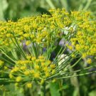 700 Seeds Dukat Dill, Heirloom, Leafy Foliage - Worldwide Shipping