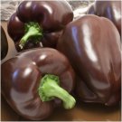 25 Seeds Chocolate Beauty Bell Pepper, Heirloom - Worldwide Shipping
