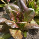 500 Seeds Rouge D'Hiver Lettuce Seeds, Red Romaine, Red Winter - Worldwide Shipping