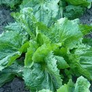 500 Seeds Endive Seeds, Escarole, Batavian Broadleaf, NON-GMO - Worldwide Shipping