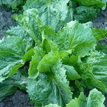 500 Seeds Endive Seeds, Escarole, Batavian Broadleaf, NON-GMO - Worldwide Shipping
