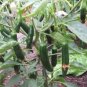 50 Seeds Serrano Hot Chili Pepper Seeds, NON-GMO, Salsa, Pico de Gallo - Worldwide Shipping