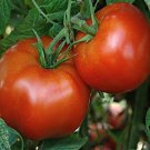 50 Seeds Marglobe Tomato Seeds, Heirloom - Worldwide Shipping