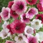 65 Seeds Malope Trifida Seeds, Rose Mallow, Gorgeous Border or Bed Flowers - Worldwide Shipping