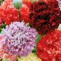 100 Seeds Poppy Peony Double Mixed Beautiful Flowers - Worldwide Shipping
