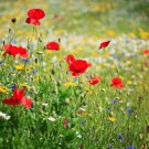 200 Seeds Dry Land Wildflower Seed Mix, Arid or Drought Landscape, Dry Area - Worldwide Shipping