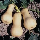 20 Seeds Waltham Butternut Winter Squash Seeds - Worldwide Shipping