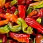 50 Seeds Anaheim Chile Hot Pepper Seeds - Worldwide Shipping