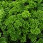 500 Seeds Triple Moss Curled Parsley Seeds - Worldwide Shipping
