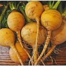 300 Seeds Golden Globe Turnip Seeds - Worldwide Shipping