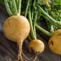 300 Seeds Golden Globe Turnip Seeds - Worldwide Shipping