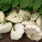 20 Seeds White Bush Scallop Summer Squash, White Patty Pan - Worldwide Shipping
