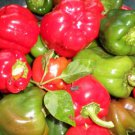 50 Seeds California Wonder Bell Pepper - Worldwide Shipping
