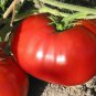30 Seeds Delicious Tomato Seeds, NON-GMO, World Record Beefsteak, Heirloom - Worldwide Shipping
