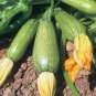 25 Seeds Grey Zucchini Summer Squash Seeds, Mexican Grey Squash, Lebanese - Worldwide Shipping
