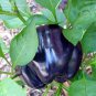 25 Seeds Purple Beauty Bell Pepper Seeds, Sweet, NON-GMO, Heirloom - Worldwide Shipping