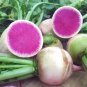 100 Seeds Watermelon Radish Seeds, NON-GMO, Shrinrimei, Chinese Heirloom - Worldwide Shipping