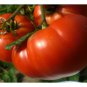 30 Seeds Mortgage Lifter Tomato Seeds, Enormous Beefsteak Tomato - Worldwide Shipping