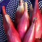 150 Seeds Italian Red Torpedo Onion Seeds, NON-GMO, Rossa di Tropea - Worldwide Shipping