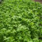 700 Seeds Curled Cress, Peppergrass - Worldwide Shipping