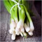 250 Seeds Tokyo Long White Bunching Onion - Worldwide Shipping