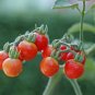 15 Tiny Tim Cherry Tomato Seeds - Worldwide Shipping