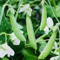 10 Seeds Sugar Ann Snap Pea Seeds, Early and Compact, Heirloom - Worldwide Shipping