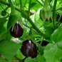 100 Seeds Black Beauty Eggplant Seeds, NON-GMO, Talong, Aubergine - Worldwide Shipping