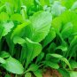 250 Seeds Tendergreen Mustard Seeds, Spinach Mustard - Worldwide Shipping