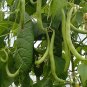 20 Seeds Strike Bush Green Bean Seeds, NON-GMO, Heavy Yields - Worldwide Shipping
