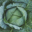 500 Seeds Late Flat Dutch Cabbage Seeds, Cabbage Wraps - Worldwide Shipping