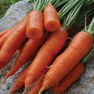 300 Seeds Chantenay Red Core Carrot Seeds, Beta Carotene, Vitamin A - Worldwide Shipping
