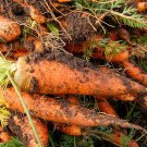 600 Seeds Chantenay Red Core Carrot Seeds, Beta Carotene, Vitamin A - Worldwide Shipping