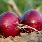 250 Seeds Red Grano Onion Seeds, NON-GMO, Short Day - Worldwide Shipping