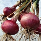 500 Seeds Red Grano Onion Seeds, NON-GMO, Short Day - Worldwide Shipping