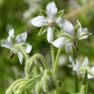 30 Seeds White Borage, Bianca, Starflower, Tailwort - Worldwide Shipping