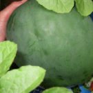50 Seeds Black Diamond Watermelon Seeds, NON-GMO, Large Watermelon - Worldwide Shipping