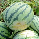 45 Seeds Dixie Queen Watermelon Seeds, Cuban Queen - Worldwide Shipping