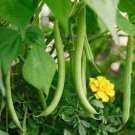 25 Seeds Slenderette Bush Green Bean Seeds, Stringless - Worldwide Shipping