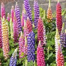 50 Seeds Russell Lupine Seeds, Mixed Colors, Lupinus polyphyllus - Worldwide Shipping