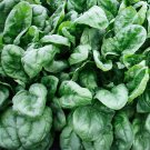 60 Seeds Olympia Spinach Seeds, NON-GMO - Worldwide Shipping