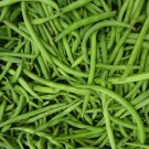 Burpee Stringless Green Bean Seeds, 1 LB - Worldwide Shipping