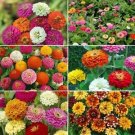 50 Seeds Ultimate Zinnia Flower Seed Mix, 6 Mixes in 1, Zin Master - Worldwide Shipping